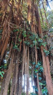 2024-01-GranCan-Jardin_de_la_Marquesa-090.jpg